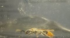 Sphaeropthalma marpesia