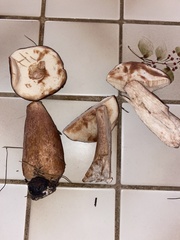 Tylopilus rubrobrunneus