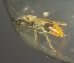 Sphaeropthalma marpesia