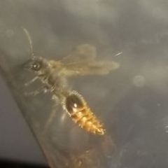 Sphaeropthalma marpesia