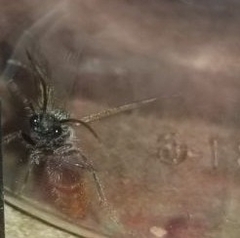 Sphaeropthalma marpesia