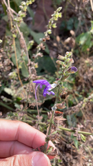 Salvia forskaehlei