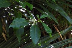 Deeringia polysperma