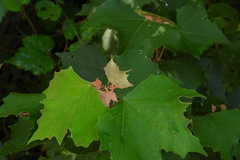 Mallotus paniculatus formosanus