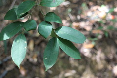 Ilex formosana