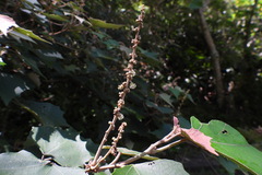 Mallotus paniculatus formosanus