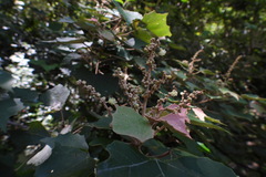 Mallotus paniculatus formosanus