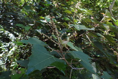 Mallotus paniculatus formosanus