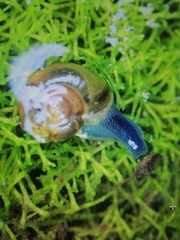 Oxychilus draparnaudi