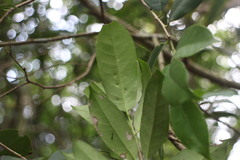 Ilex formosana