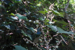 Mallotus paniculatus formosanus
