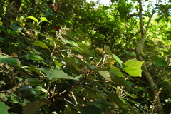 Mallotus paniculatus formosanus