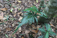 Microlepia marginata