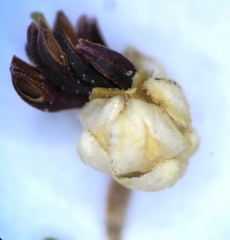 Erica suffulta