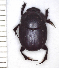 Onthophagus bicavifrons