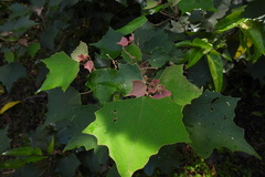Mallotus paniculatus formosanus
