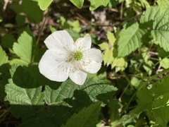 Anemonastrum deltoideum