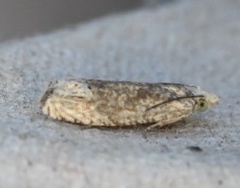 Eucosma ochrocephala