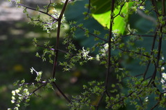 Dendrocnide meyeniana
