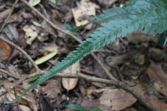 Microlepia marginata