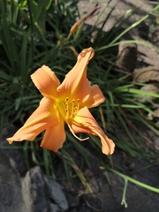 Hemerocallis