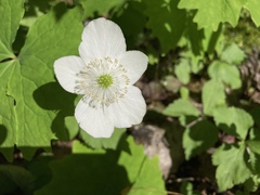 Anemonastrum deltoideum