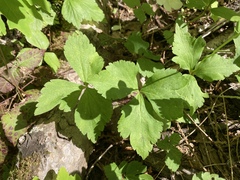 Anemonastrum deltoideum
