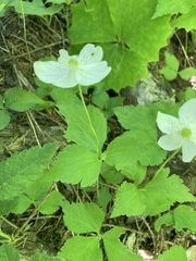 Anemonastrum deltoideum
