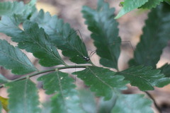Microlepia marginata