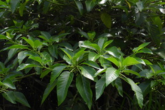 Dendrocnide meyeniana