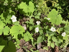 Anemonastrum deltoideum