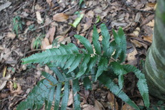 Microlepia marginata