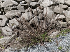 Artemisia suksdorfii