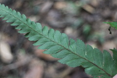 Microlepia marginata