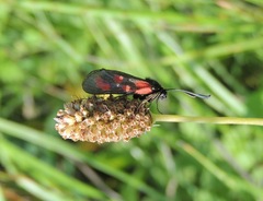 Zygaena