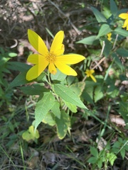 Helianthus decapetalus