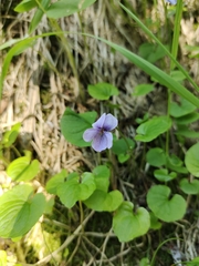 Viola epipsiloides