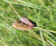 Zygaena