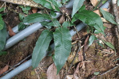 Grypothrix triphylla