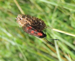 Zygaena