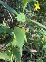 Helianthus decapetalus
