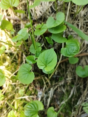 Viola epipsiloides