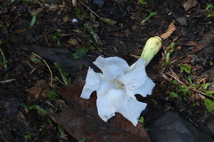 Radermachera sinica