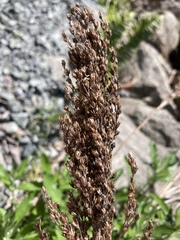 Artemisia suksdorfii