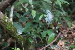 Grypothrix triphylla