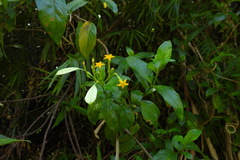 Mussaenda formosanum