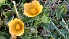 Sida rhombifolia insularis