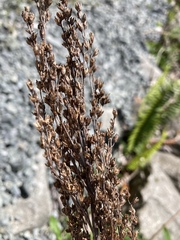 Artemisia suksdorfii