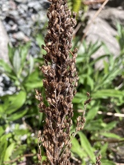 Artemisia suksdorfii
