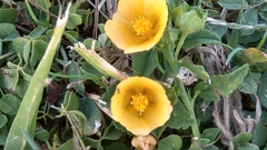 Sida rhombifolia insularis